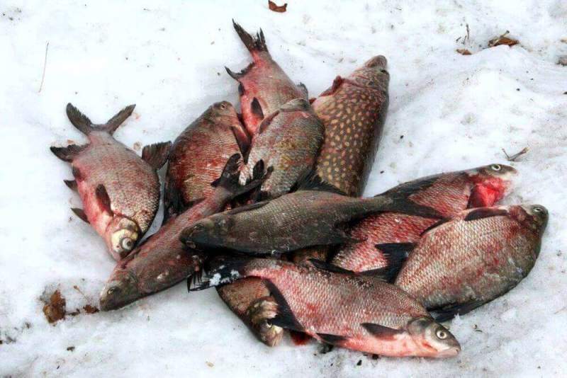«Максимальное за последние пять лет количество рыбы выловили в Нижегородской области в 2016 году», - Николай Бондаренко